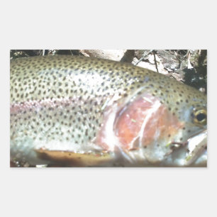 Rainbow trout rectangular sticker