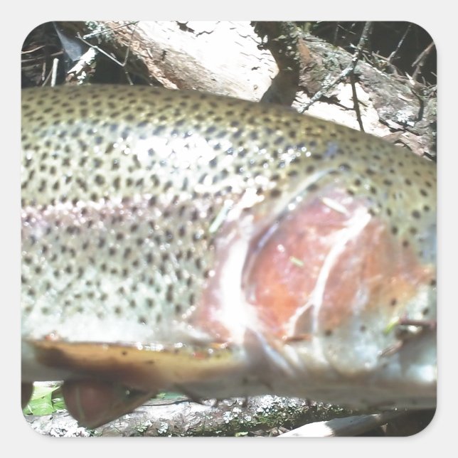 Rainbow trout square sticker (Front)