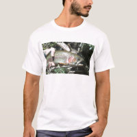 Rainbow trout