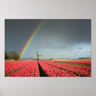 Rainbow, tulips and windmill poster