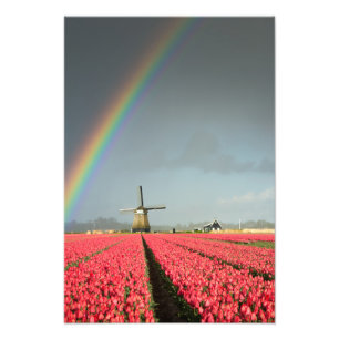 Rainbow, tulips and windmill vertical print