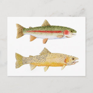 Rainbow & Westslope Cutthroat Trout Postcard. Postcard