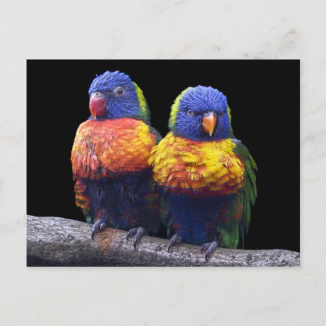 Rainbows Postcard (Front)