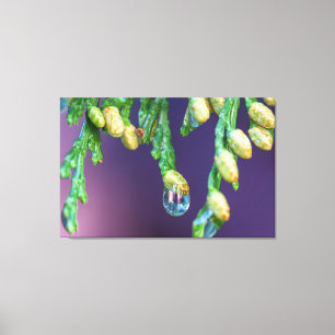 Raindrop on Cedar Canvas Print