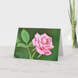Raindrop Pink Rose Scripture Card Philippians 2:13