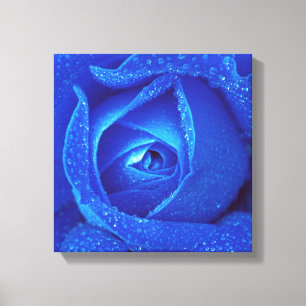 Raindrops On A Blue Rose Canvas Print
