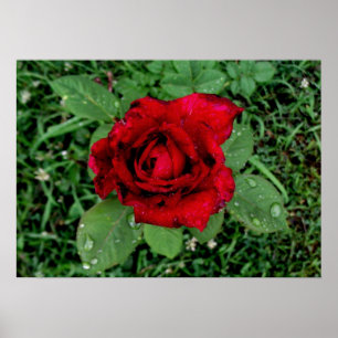 Raindrops on a Red Rose Poster