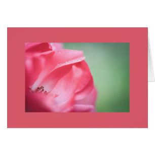 Raindrops on a rose