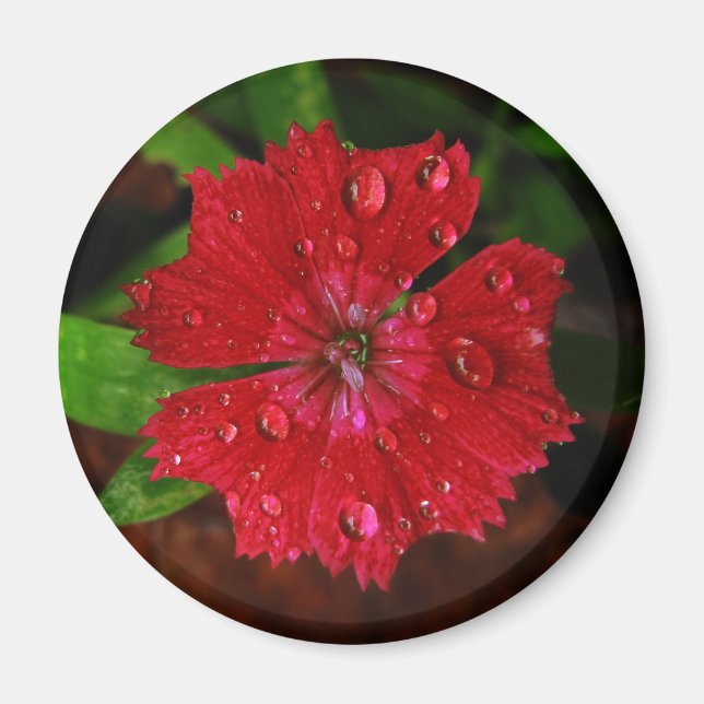 Raindrops on Beautiful Red Dianthus Flower Photo Magnet (Front)