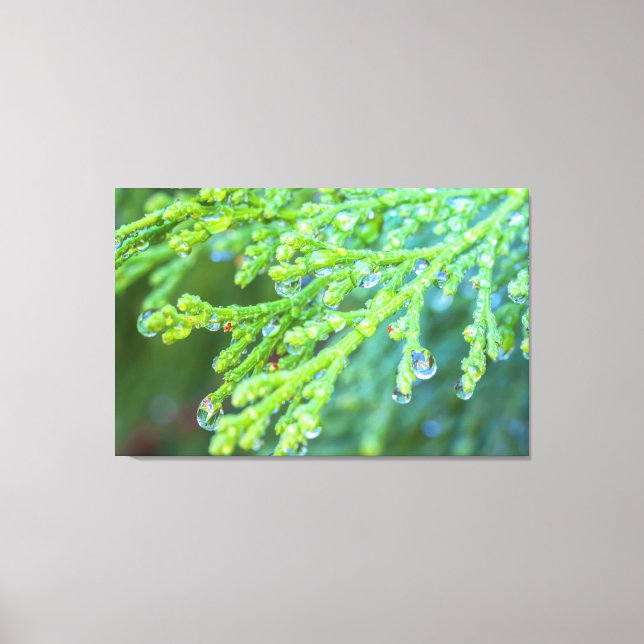 Raindrops on Cedar Canvas Print (Front)