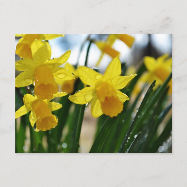 Raindrops on Daffodils Postcard (Front)
