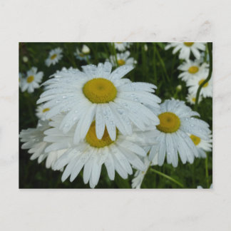 Raindrops on Daisies Wildflower Floral Postcard
