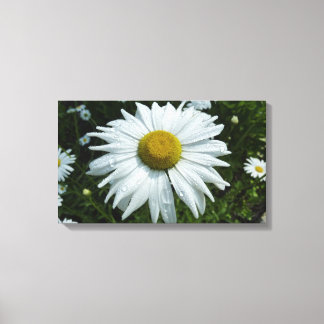 Raindrops on Daisy II Wildflower Floral Canvas Print