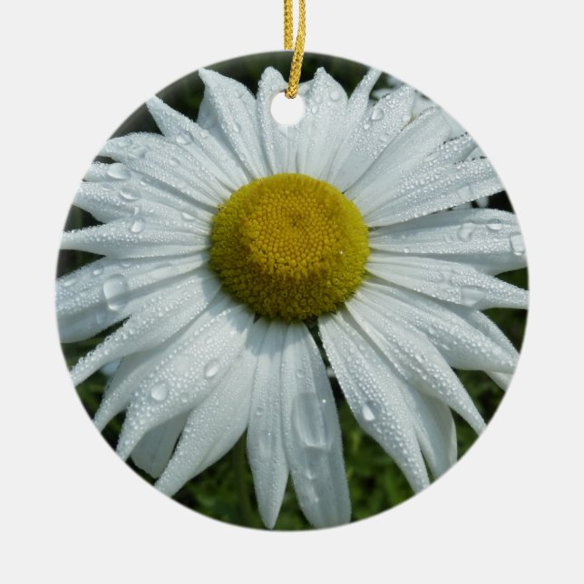 Raindrops on Daisy II Wildflower Floral Ceramic Tree Decoration (Front)