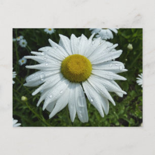 Raindrops on Daisy II Wildflower Floral Postcard