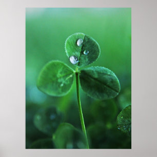 Raindrops on Green Clover Leaves Macro Poster