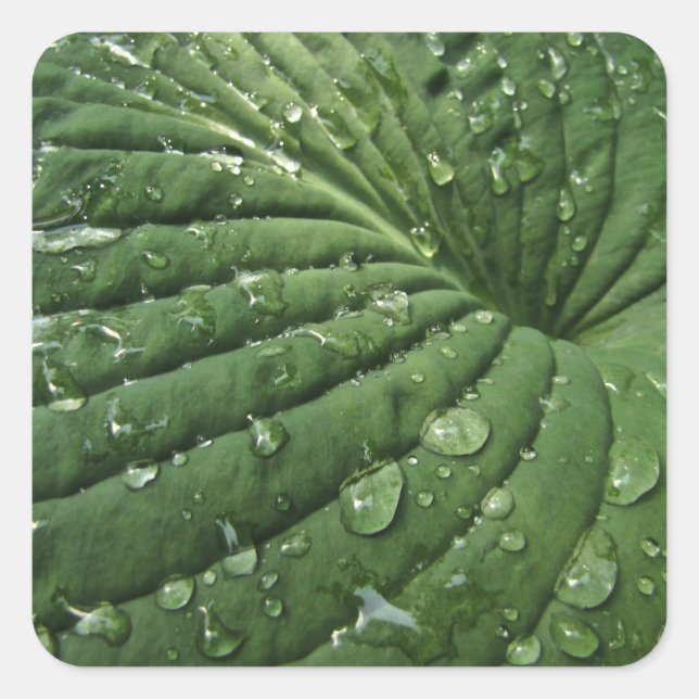 Raindrops on Hosta Leaf Stickers (Front)