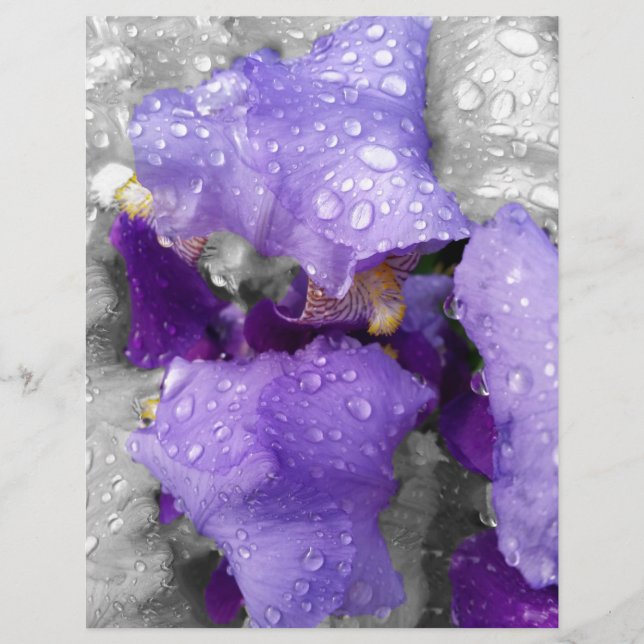 raindrops on iris (Front)