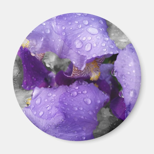 raindrops on iris magnet (Front)