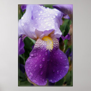Raindrops on Iris Poster