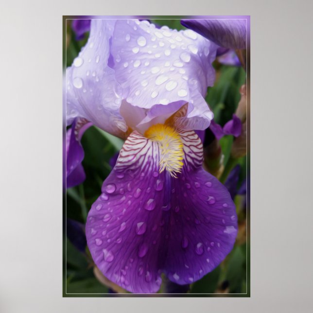 Raindrops on Iris Poster (Front)