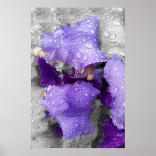 raindrops on iris poster