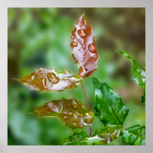 raindrops on leaves poster