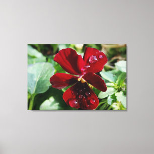 Raindrops on pansy canvas print