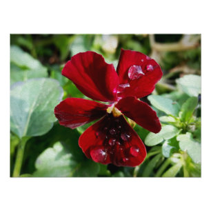 Raindrops on pansy photo print