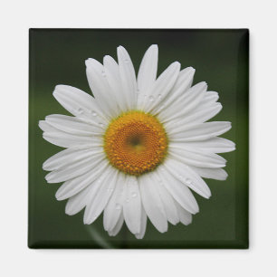 Raindrops on Petals Magnet