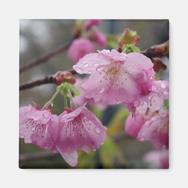 Raindrops on pink cherry blossoms magnet (Front)