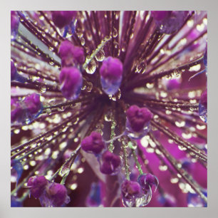 Raindrops on Purple Allium Flower Macro Abstract Poster