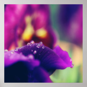 Raindrops on Purple Flower Petal Macro Abstract Poster