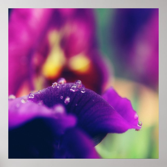Raindrops on Purple Flower Petal Macro Abstract Poster (Front)