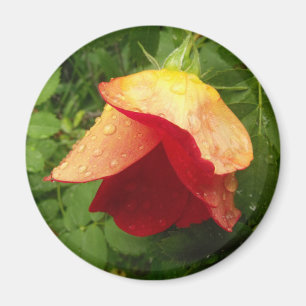 Raindrops on Red and Golden Rose Petals photo Magnet