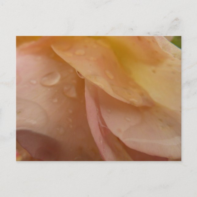 Raindrops on Rose Petals Pink Peach Floral Postcard (Front)