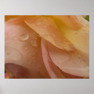 Raindrops on Rose Petals Pink Peach Floral Poster