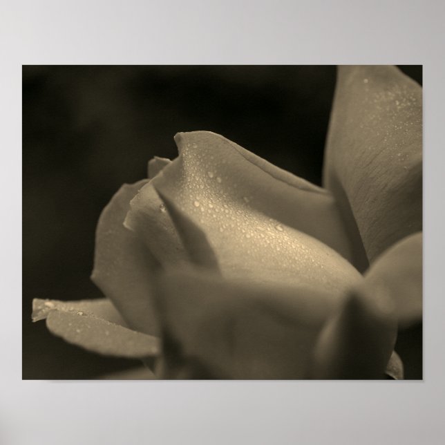 Raindrops On Rosebud In Sepia Tint Poster (Front)