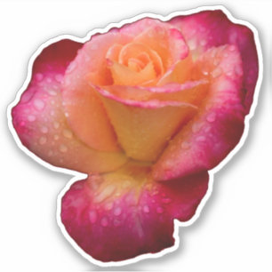 Raindrops On Roses