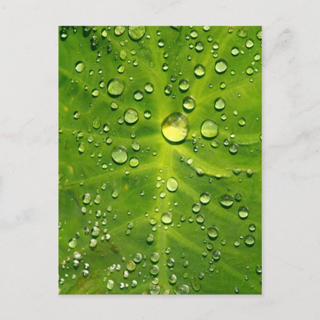 Raindrops on taro leaf postcard (Front)
