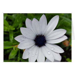 raindrops on white