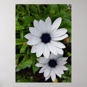 raindrops on white poster