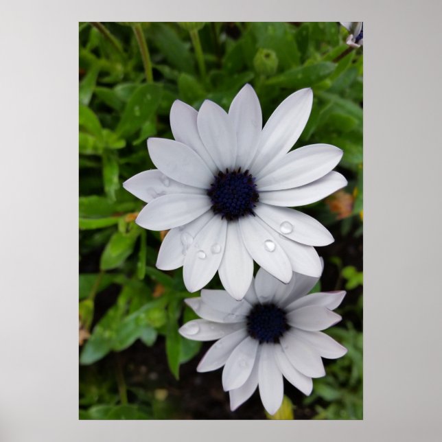 raindrops on white poster (Front)