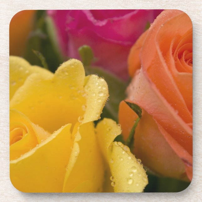 Raindrops on Yellow Orange and Pink Roses Coaster (Front)
