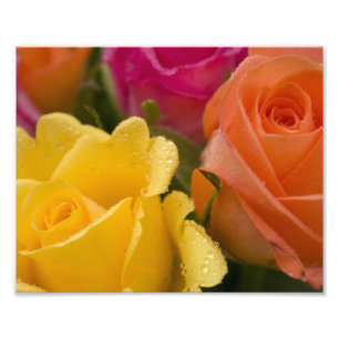 Raindrops on Yellow Orange and Pink Roses Photo Print