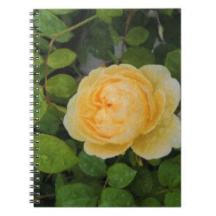 Raindrops on Yellow Rose Spiral Notebook