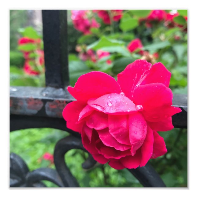 Raindrops Pink Rose Flower Roses Rainy Day NYC Photo Print (Front)