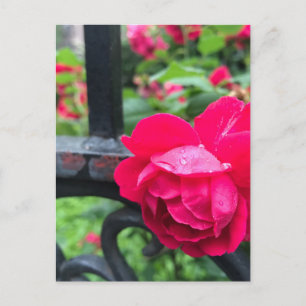 Raindrops Pink Rose Flower Roses Rainy Day NYC Postcard