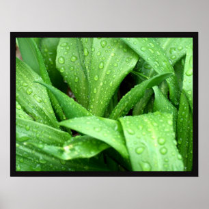 Raindrops Poster
