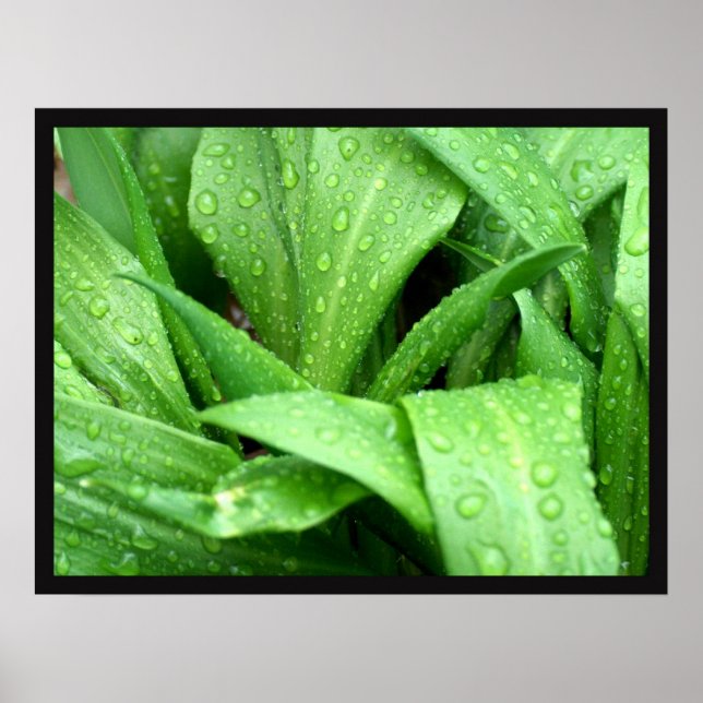 Raindrops Poster (Front)